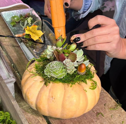 September Pumpkin Succulent Workshop - TheShabbyWick